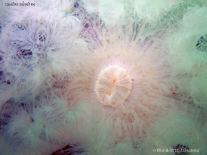 Giant plumose anemone, Metridium farcimen. Quadra Island,... by Bea & Stef Primatesta 